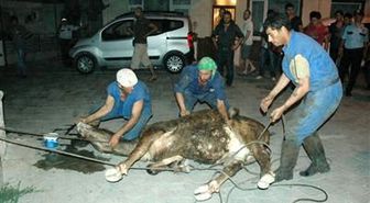 Limandan Kaçan Angus, Korku Dolu Anlar Yaşattı