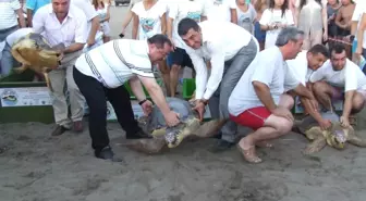 Caretta Carettalar Doğal Ortama Bırakıldı