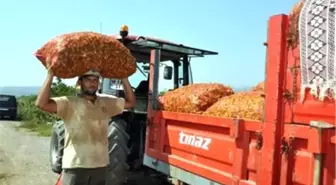 Gönenli Çiftçilerin Yeni Gözdesi Pepperoncini Oldu