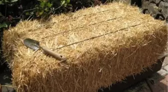 Samandaki Aşırı Fiyat Artışı