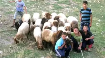 Tatilde Çobanlık Yapan Çocuklar, Okulların Açılmasını Bekliyor