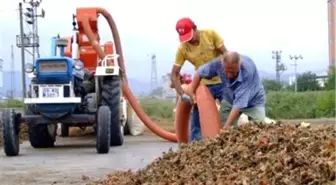 Fındıkta Düşük Fiyat Tepkisi