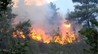 Serik'te Orman Yangını