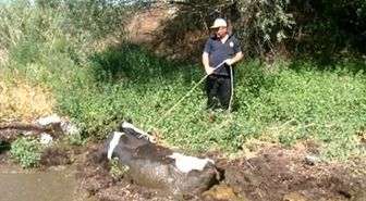 İtfaiyenin Bataklıkta İnek Kurtarma Operasyonu