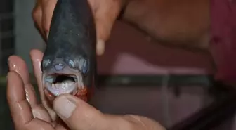 Pirana'nın Isırdığı Yaşlı Adam Hastanelik Oldu