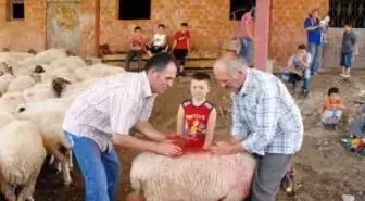 'Yünüm Büğet' Renkli Görüntüler Oluşturdu