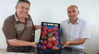 Meyvede Sıkıntı Pazarlamada