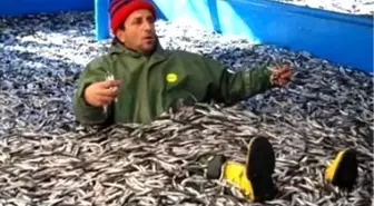 1 Günde 7 Bin Ton Hamsi Tükettik
