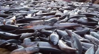 Karadeniz'de Gırgırlar Tezgahları Doldurdu