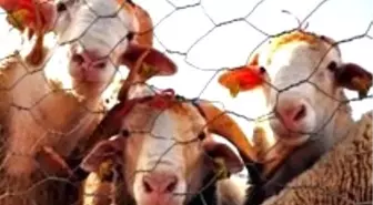 Kurbanlık Fiyatlarında Sürpriz Gelişme