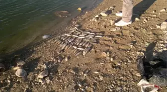 Sorgun'da Toplu Balık Ölümlerine İnceleme