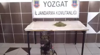 Yozgat'ta Esrar Operasyonu