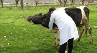 Sakarya'da Şap Hastalığıyla Mücadele