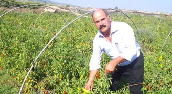 Yumurtalık 'Kapya' Biberiyle Karaisalı'ya Rakip