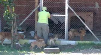 Akçakoca'da Sokak Hayvanları Şişli Belediyesi Katkılarıyla Kısırlaştırılıyor