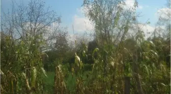 Sakarya Gıda, Tarım ve Hayvancılık İl Müdürü Abdullah Keskin, Amerikan Beyaz Kelebeği'nin...