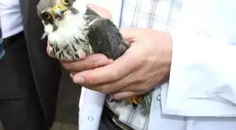 Iğdır'da Yaralanan Şahin Yavrusu Tedavi Altına Alını