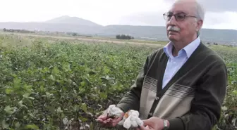 'Pamukta Şu An Para Kazanma Şansı Yok'