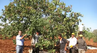 Elif Beldesinde Antep Fıstığında Ürün Kalitesi Tespit Edildi