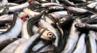 Kocaeli'de Balık Fiyatları