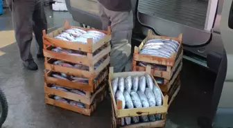 Palamut Ağlara Lüfer ve Çinekop Yasağa Takılıyor