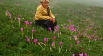 Stresten Kaçanlar Yaylaya Gidiyor