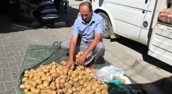 Organik Patatesler Muhtardan