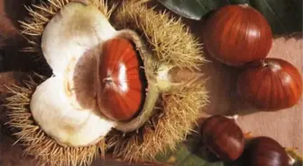 Terme'de Kestane Üretimi