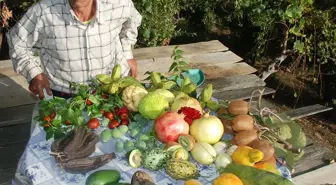 Bahçesinde Onlarca Tropikal Meyve Yetiştiriyor