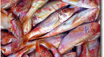 Kocaeli'de Balık Fiyatları