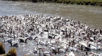 Kars'ta Kazlar Kesime Hazır