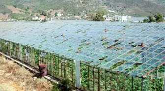 Gazipaşa'da Nar ve Muz Üreticisini Dolu Vurdu