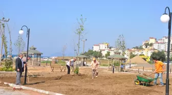 Alaplı'da Yeni Parkta Çimlendirme Çalışmaları