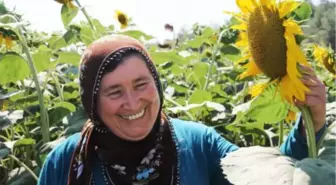 Muş'un Ayçiçeğinden Dünya Sofralarına Yolculuk