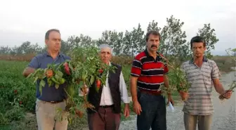 Bursa'nın Kirmasti Deresi'nde 'Bor Kirliliği' Tehlikesi