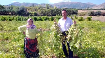 Vize'de Kuru Fasulye Hasadı Başladı