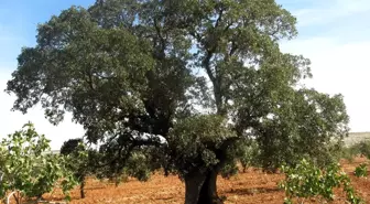 Elif Beldesindeki Meşe Ağaçları Korunmayı Bekliyor