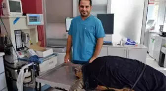 Caretta Caretta, Suni Solunum Cihazıyla Yaşama Döndürüldü