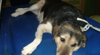 Hasta Köpeğe Kemoterapi Tedavisi