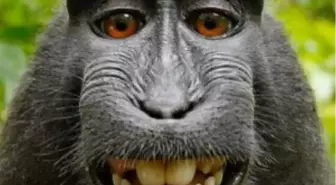 Makakların Beyninde 'Göz Hücreleri' Bulundu