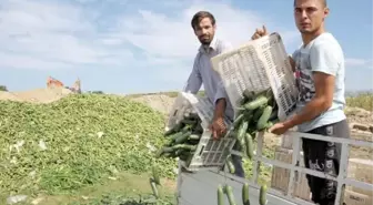 Tepki Amacıyla Tonlarca Salatalığı Döktüler