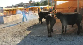 Atakum'da Kurbanlıklar Denetim Altında