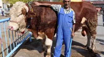 Kurban Pazarının Gözdesi 1 Tonluk 'Yiğido'