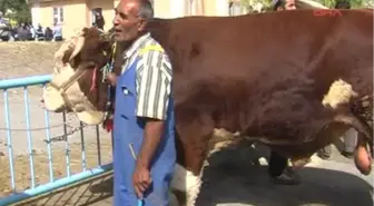 Sivas Kurban Pazarının Gözdesi 1 Tonluk 'Yiğido'