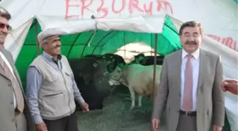 Her Şey Rahat Kurban İçin