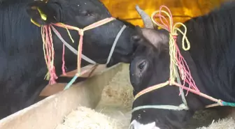 Giresun Valisi Şahin Kurban Pazarını Denetledi