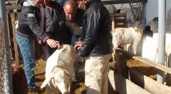 'Çapkın' Boğa 12 Bin Lira