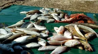 Keskin, 'Küçük Boylu Balıkları Avlamayalım '