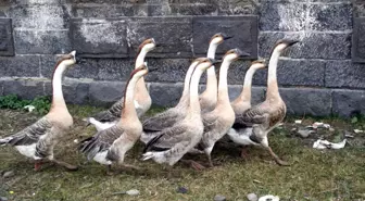 Kurban Pazarında İngiliz Kazlarına Yoğun İlgi