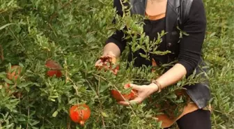 Kocasını İkna Etti, Sarayköy'de Cennet Gibi Bahçe Kurdu